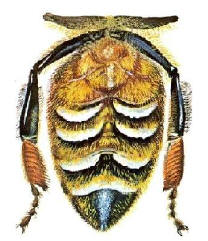 ausschwitzende Wachsschuppen