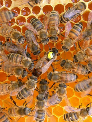 Bienenkönigin mit ihrem Hofstaat